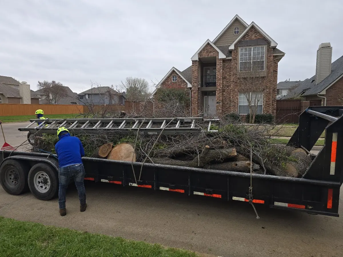 Expert Tree Removal with proper safety equipment in Congress